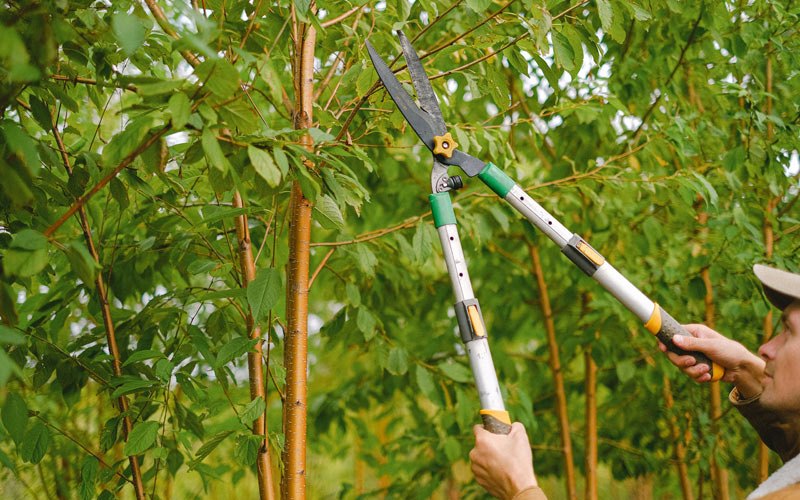 Tree trimming in Streeter, ND