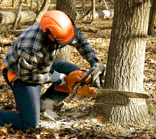 Tree Removal in Streeter, ND